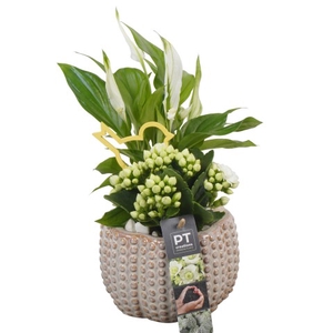PTIB6420 Arrangementen kamerplanten