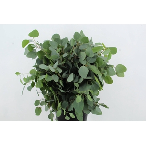 EUC POPULUS MEDAGLIA