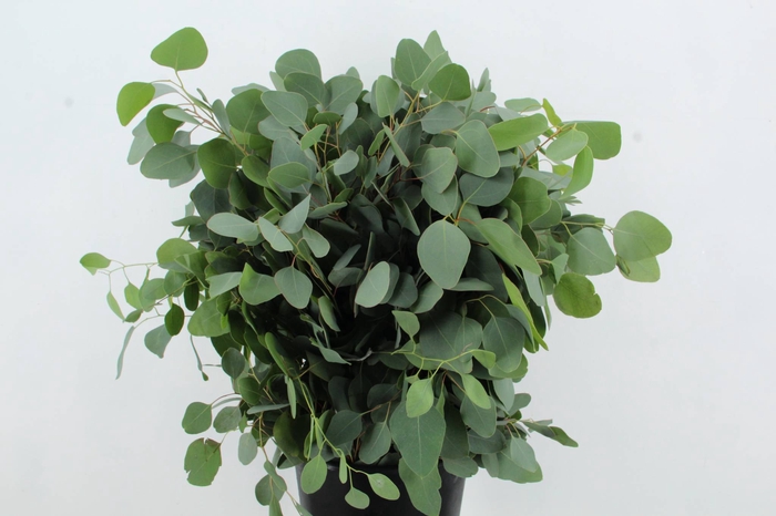 <h4>EUC POPULUS MEDAGLIA 300GR</h4>