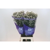 Limonium sinensis White Diamond