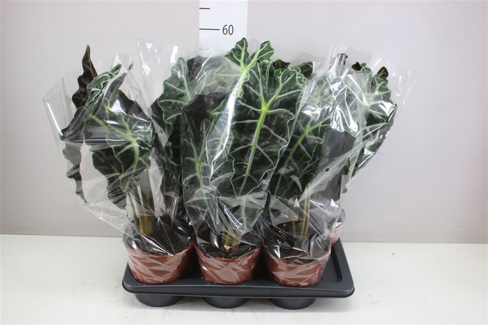 <h4>Alocasia Polly</h4>