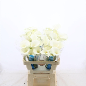 Calla Pure Art
