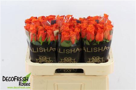 <h4>R Gr Orange Beauty</h4>