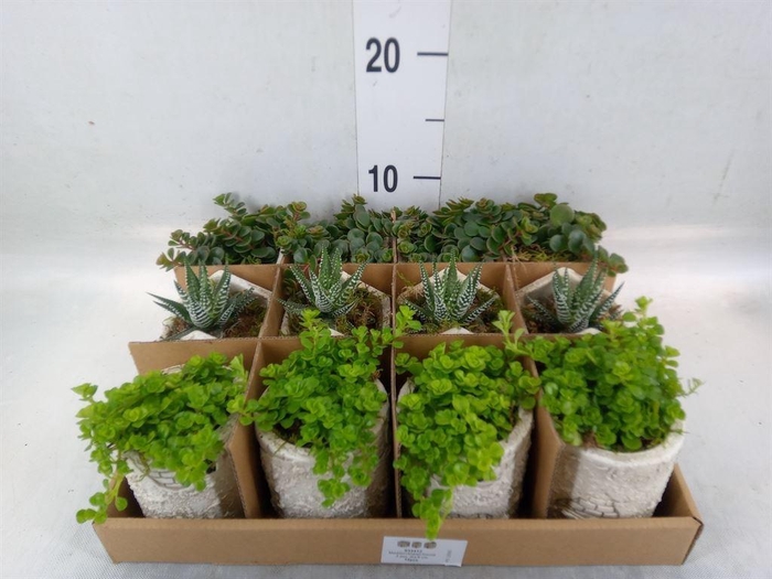 <h4>Arr.   Kamerplant Groen L%</h4>