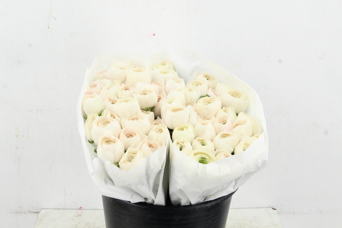 <h4>RAN SUCCES HANOI</h4>