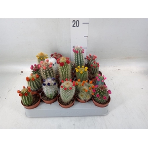 Cactus   ...decorated