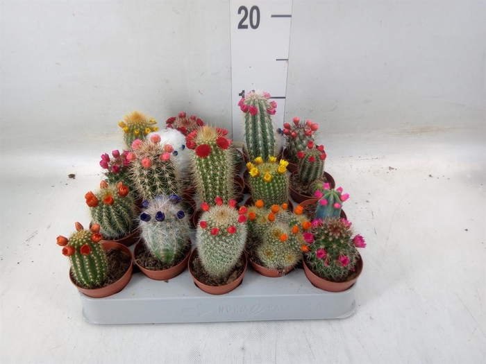 <h4>Cactus   ...decorated</h4>