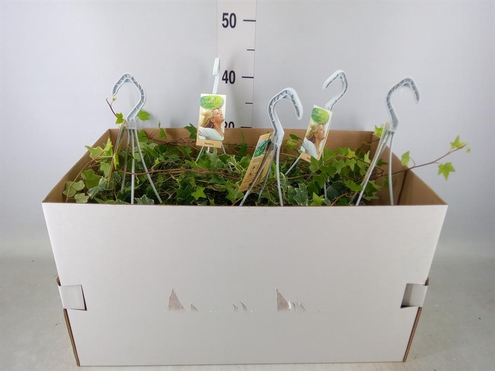 <h4>Hedera helix 'Eva'</h4>