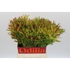 Leucadendron Ayoba Cherry Pearl Spray
