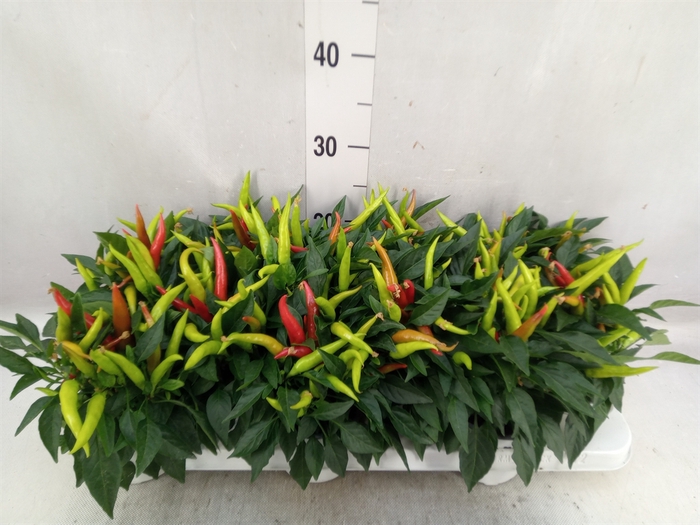 <h4>Capsicum annuum 'Joker'</h4>