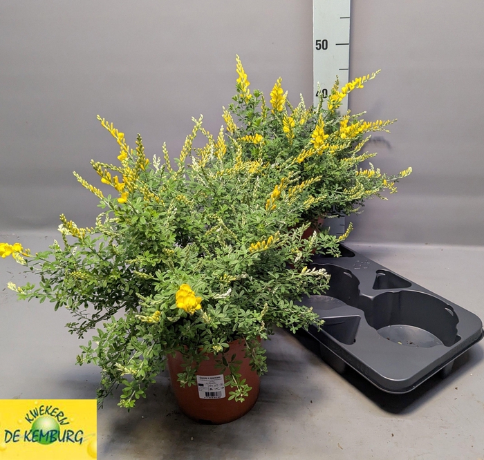 <h4>GENISTA X SP</h4>