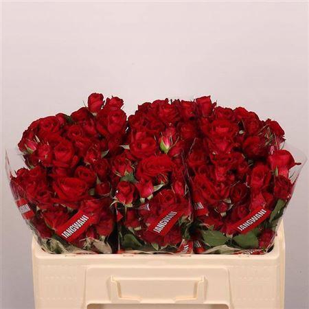 <h4>R Tr Dominica</h4>