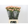 Dianthus St Honey