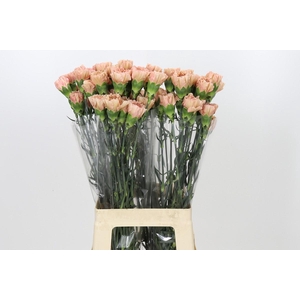 Dianthus St Honey