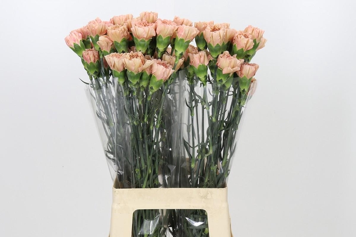 <h4>Dianthus St Honey</h4>
