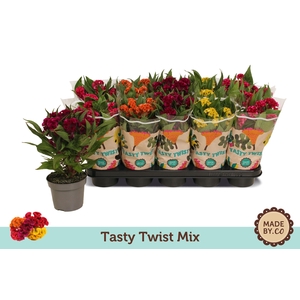 Celosia Tasty Twist Mix