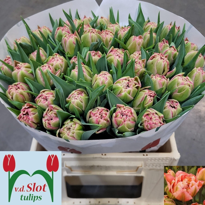 <h4>TU DU QUIN TRUSTFULL</h4>