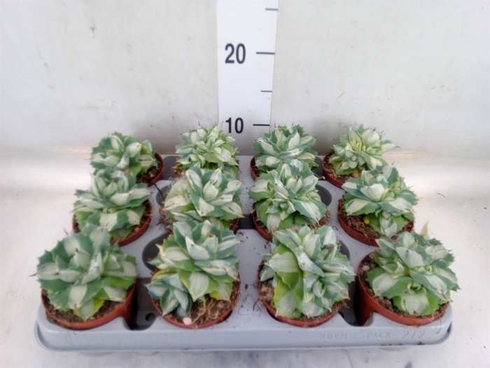<h4>Agave   ...</h4>