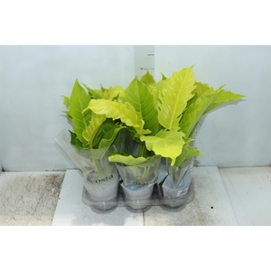 PHILODENDRON PLUTO AUREA P12