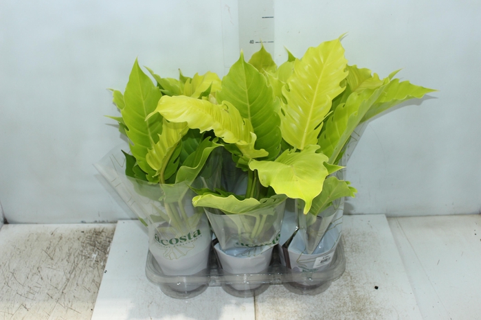<h4>PHILODENDRON PLUTO AUREA P12</h4>