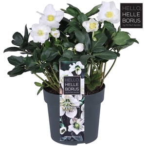 Helleborus niger 'Christmas Carol Early' XL P17