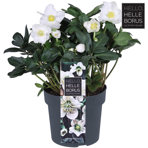 <h4>Helleborus niger 'Christmas Carol Early' XL P17</h4>