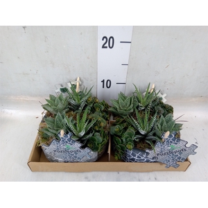 Arr.   Kamerplant Groen L%