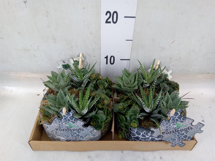 <h4>Arr.   Kamerplant Groen L%</h4>
