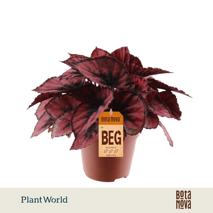 <h4>Begonia rex Red Kiss</h4>