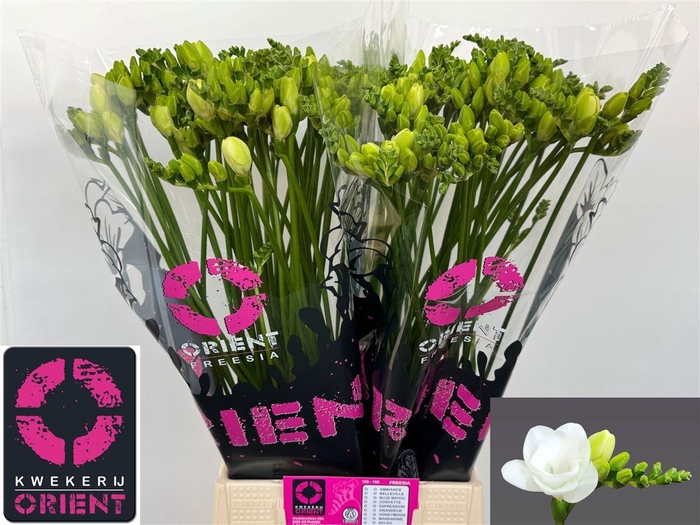 <h4>Fr Du Essence</h4>