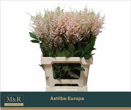<h4>Astilbe Europa 70cm</h4>