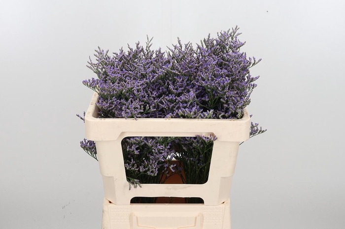 <h4>Lim Ov Skylight</h4>