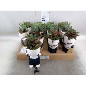 Arr.   Kamerplant Groen L%