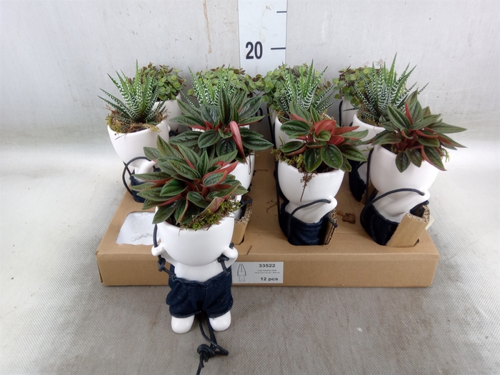<h4>Arr.   Kamerplant Groen L%</h4>