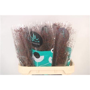 Talinum Pan Long John