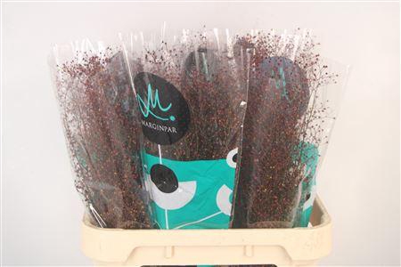 <h4>Talinum Pan Long John</h4>