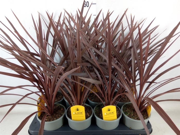 <h4>Cordyline austr. 'Red Star'</h4>