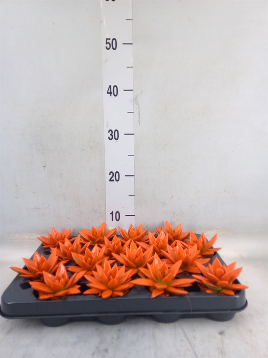 <h4>Echeveria  'Miranda'</h4>