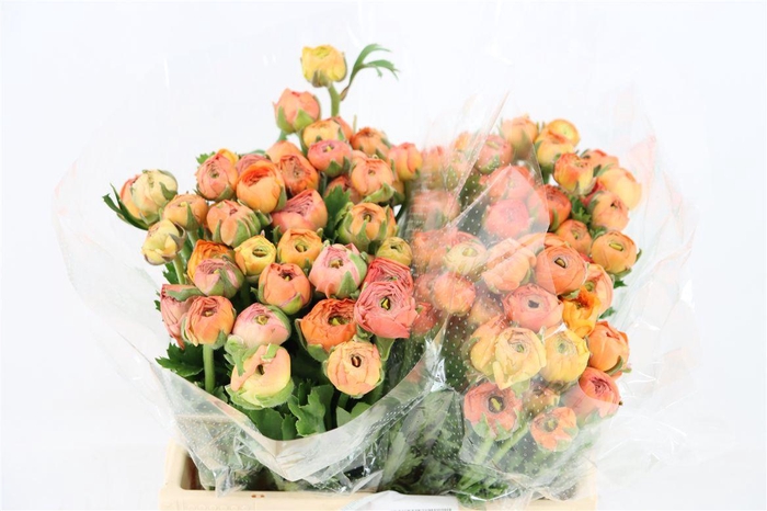 <h4>Ran Amandine Salmon</h4>