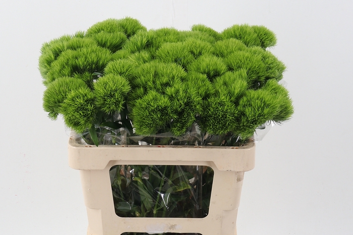 <h4>Green Wicky  x 40</h4>