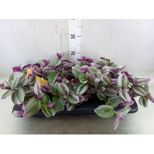 Tradescantia albif. 'Nanouk'