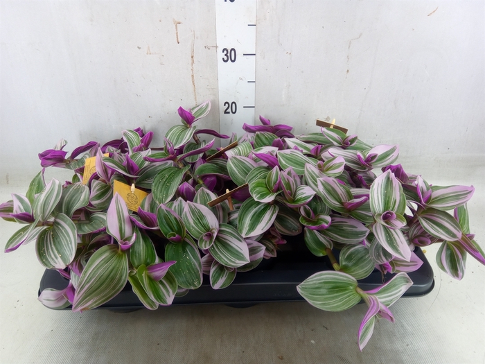<h4>Tradescantia albif. 'Nanouk'</h4>