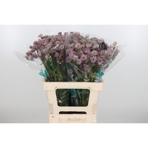 Astrantia Star Of Africa