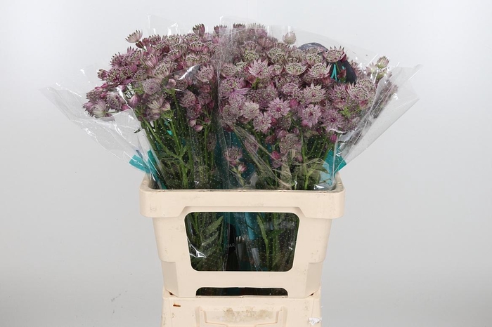 <h4>Astrantia Star Of Africa</h4>