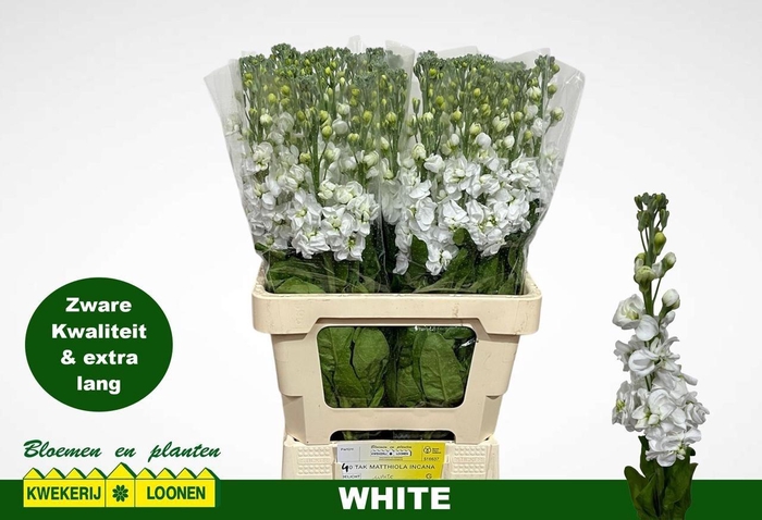 <h4>Matth Milla White</h4>