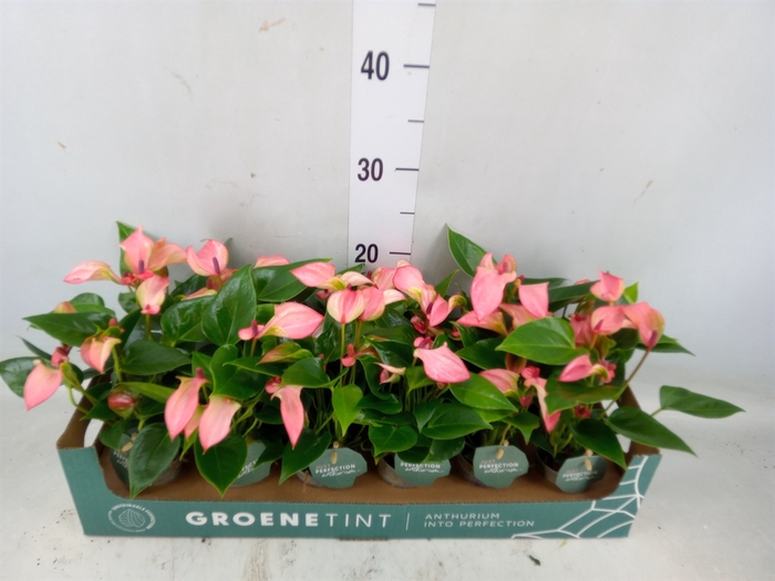 <h4>Anthurium  'Matata'</h4>