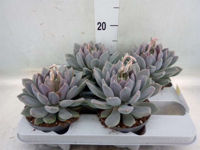 <h4>Pachyphytum  'Draco'</h4>