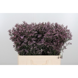 Limonium Overig