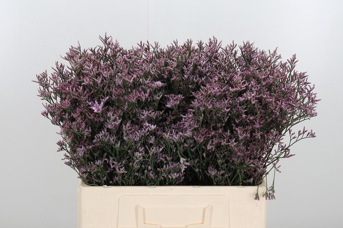 <h4>Limonium Overig</h4>