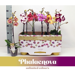 Gemengd 1-tak 60cm taiwan (GROEN)